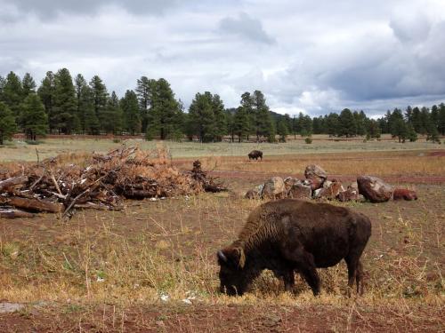 Bisons